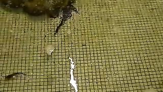 Fish Near Hotel
