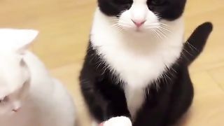 applause with cat