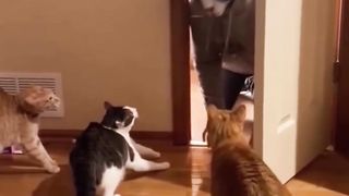 Funny Cats ????????