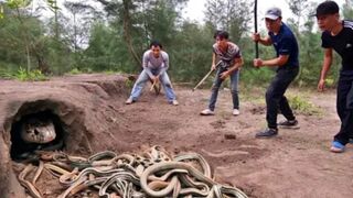Catch 100 extremely poisonous black Gold Snakes With Bare Hands