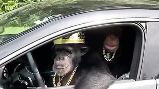 Transporteur Monkey