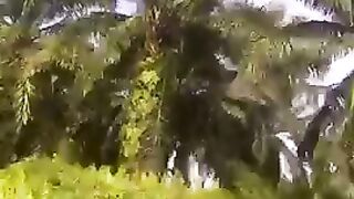 Pokok Kelapa Sawit