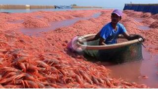 Shrimp Farming and Manufacturing in a $70 Billion Industry