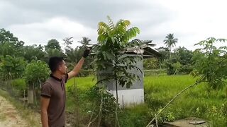 VIRAL_PELIHARA RATUSAN BURUNG TANPA SANGKAR (birds)