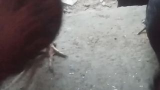 Ayam jago