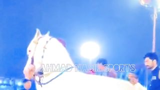 #foryou#febspotvedio #Foryoupage #trending #horselover #horse #500k #fyp #1M #impres.9