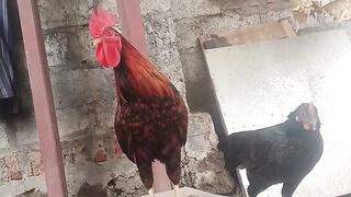 Ayam berkokok 2