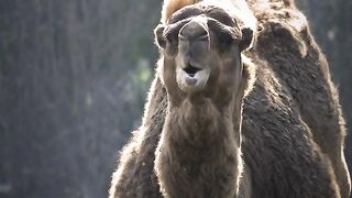 Mammal Animal Camel
