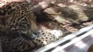 funny-tiger-king-inspired-videos