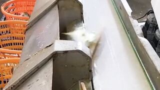 Automatic fishing machine
