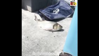 people-vs-animals-most-funny-moments