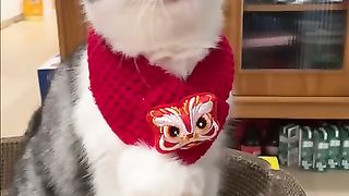 The cat loves