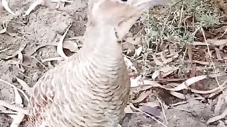 Teetar ko teetar boltayhain