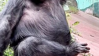Funny Monkey Viral Video 134