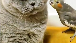 The bird pecked the kitten's whiskers!  @OxygenDiary videos