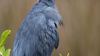 Best caption Little Blue Heron…