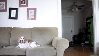Dog Dances w_Man in Chub Suit_ Funny Dog