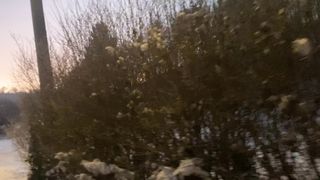 "Frosty Serenity: Embracing Nature's Snowy Beauty"