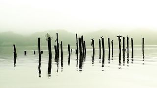 Birds On The Post Stock Video In HD