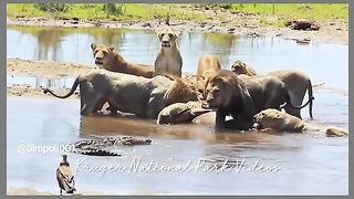 Funny Lion Viral Video 13