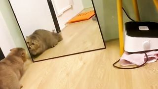 Cats reactions
