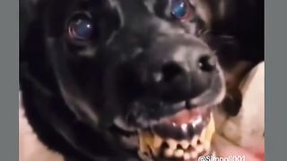 Funny Dog Viral Video 111