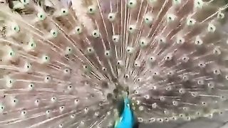 trending_6704974511600220958