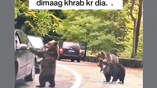 Funny Panda Viral Video 18