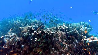 Beautiful underwater world