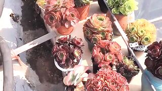 DIY Natural #shorts #DIY #Reels (24)