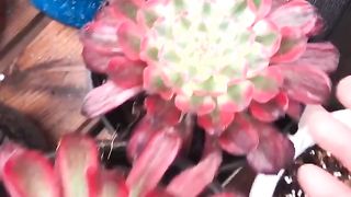 DIY Natural #shorts #DIY #Reels (29)