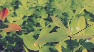 Best video of village