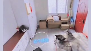 Funny Dog Viral Video 112