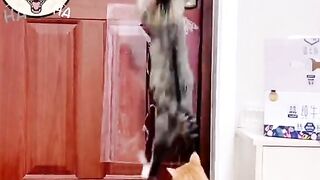 Funny Cats Viral Video 10