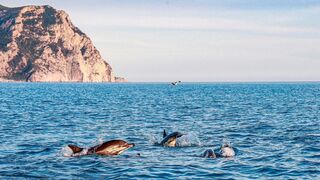 Dolphins off the coast of Balaklava in Crimea