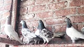 Beautiful pigeon breeder pair best flying 52