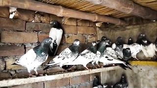 Beautiful pigeon breeder pair best flying 53