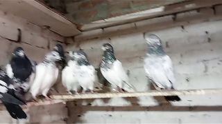 Selling for pigeon  here to link description