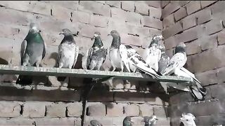 For sell pigeon  here to link description