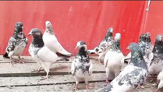 All pigeon for sell  here to link description