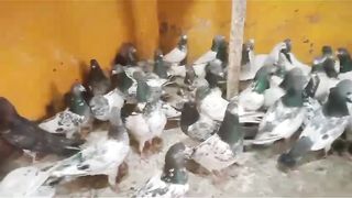 For sell pigeon  here to link description 2