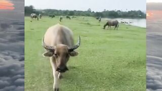 Mama is being bullied by a buffalo, help me  #fyp #viral