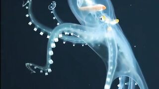 1. Actual footage and A Rare Sighting of a Glass Octopus Reveals its Nearly Transparent Membrane in Extraordinary Detail⁣
