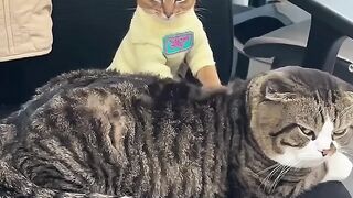 Chats drôles