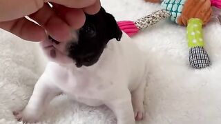 Petit chien