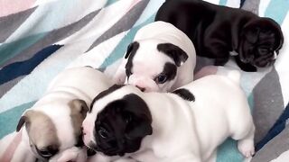 Petit chien et ses frères