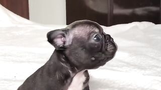Guta, le bouledogue français le plus mignon ❤️