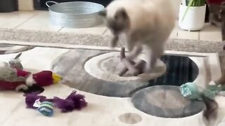 Cats with factory settings.