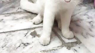 The chicken and cat
