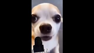 offensive memes that if ylyl.